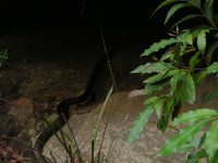 20050227-RedHill 079